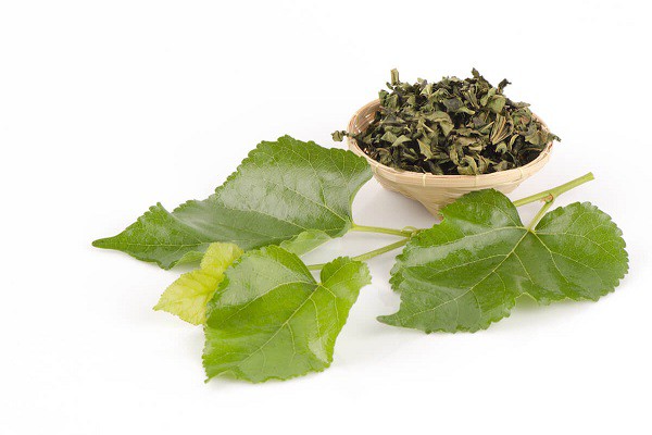Mulberry Leaf Mulberry Leaf